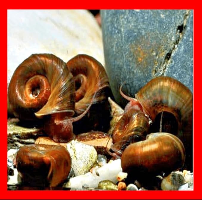 12+ Live Chocolate Ramshorn Freshwater Aquarium Algae Eaters Cleaners Feeder for Puffer Loaches Assassin Snails Live Aquarium Pets