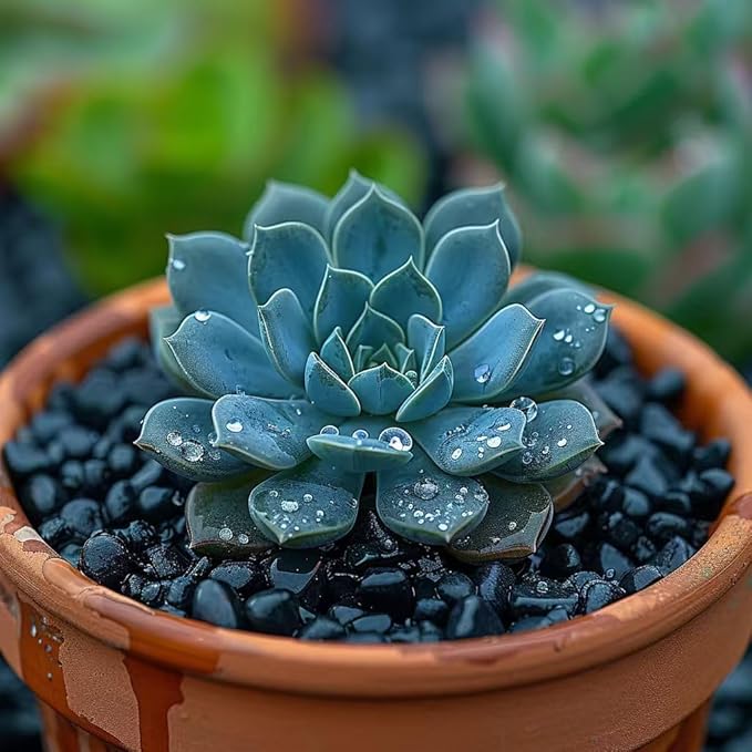HappyFiller 0.88 LB Black Gravels Small Stones Succulent Mini Rocks Planter Soil Cover Pebbles, Fairy Garden,Terrarium,Lucky Bamboo,Cactus Topper Dressing Decor,Aquarium Fish Tank Bottom Granule