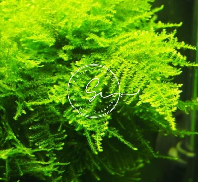 Swimming Creatures™ Live Aquarium Plants (Christmas Moss (25sq inch Portion))