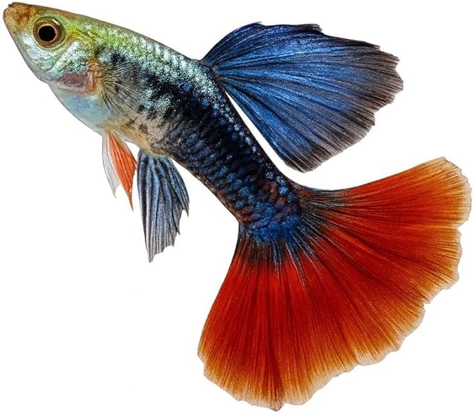 10+ Dambo Red Rose Live Fish - Premium High-Color Strain, Active & Hardy Tropical Aquarium Fish, Vibrant Gold Body