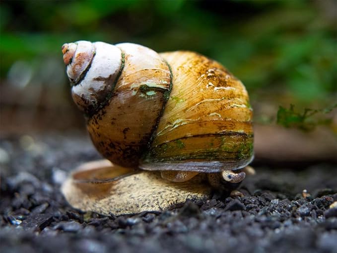 Aquatic Arts 5 Japanese Trapdoor Snails | Pond Snail/Freshwater Aquarium Clearer/Tetra Pond Clarifier/Filter | Great with Hornwort Plants