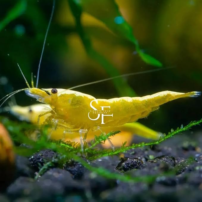 SF Aquatic™ 20 Yellow Golden Back Shrimps High Grade Neocaridina Live Freshwater Aquarium Shrimps. FFully Mature Breeding Age. Live Arrival Guarantee.