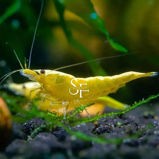 SF Aquatic™ 20 Yellow Golden Back Shrimps High Grade Neocaridina Live Freshwater Aquarium Shrimps. FFully Mature Breeding Age. Live Arrival Guarantee.