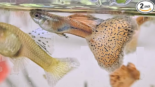 Pink Grass Live Guppy Fish 10 Fry Pack VIP Grade A+ for Freshwater Aquarium