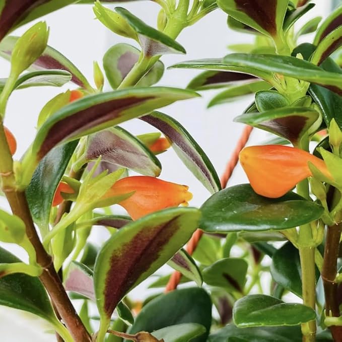 Trailing Goldfish Plants Live Houseplants | Live Columnea Nematanthus in 4-Inch Pot | Colorful Trailing Goldfish Plant for Indoors | Perfect for Tables & Home Décor | Ideal Gift for Plant Lovers