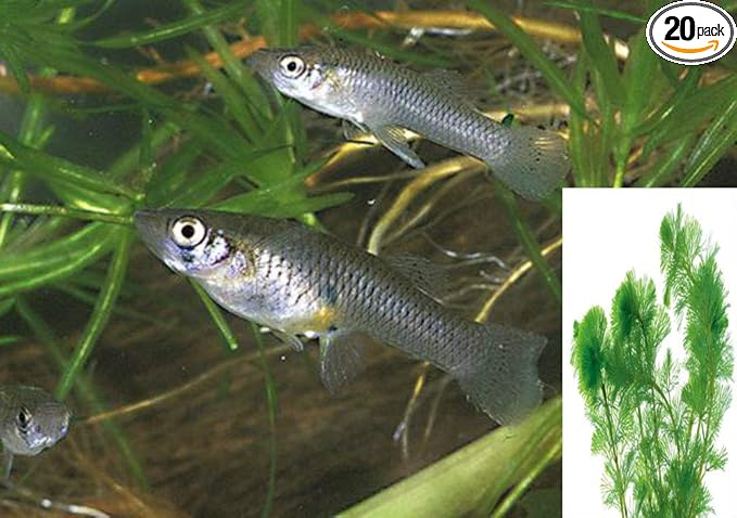 20 Live Mosquito Fish (Koi Pond) Aquarium Feeder Fish with Hornwort Plant