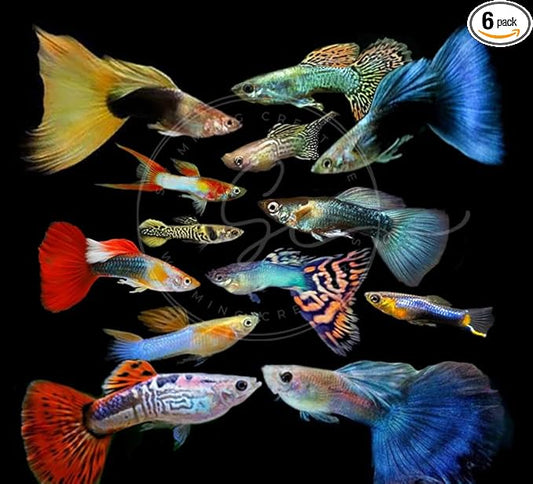Swimming Creatures 6 Assorted Male Fancy Guppy Live Tropical Freshwater Aquarium Fish