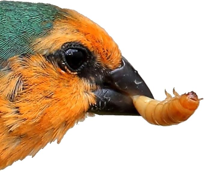 Predator Foods Bulk Live Mealworms - 1000 Count (Small - 0.25")