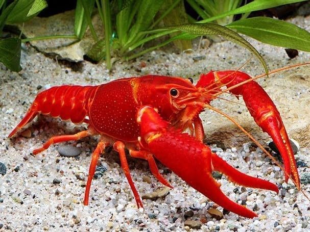 Freshwater Live Lobster Crayfish for Aquarium Fish Tank (Red)