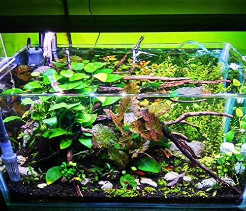 Anubias Barteri Variegated Tissue Culture Cup Freshwater Live Aquarium Plants Decoration BUY2GET1FREE