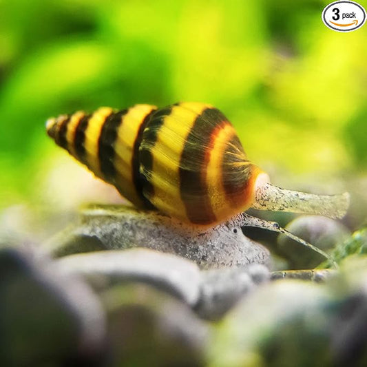 Assassin Snail Pack of 4 - Live Freshwater Aquarium Snail