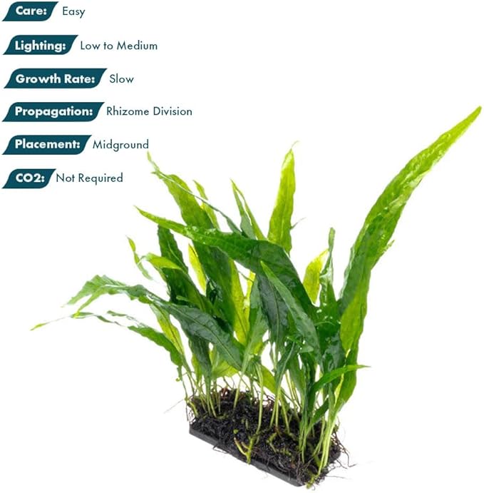 SubstrateSource Live Aquarium Plants on Driftwood, Lava Rock, Moss Mat - Freshwater Fish Tank Plants (Java Fern Narrow on Fiber Mat)