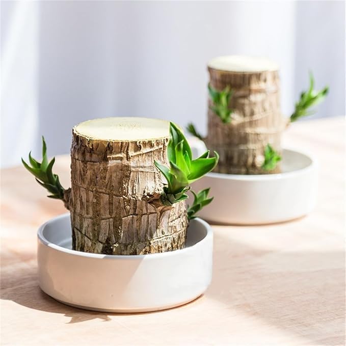Brazilian Lucky Wood，Easy to Maintain and Purify the Air Brazilian Wood，Suitable for Living Rooms, Kitchens, Bedrooms, Desks, and Outdoor Gardens (AC)
