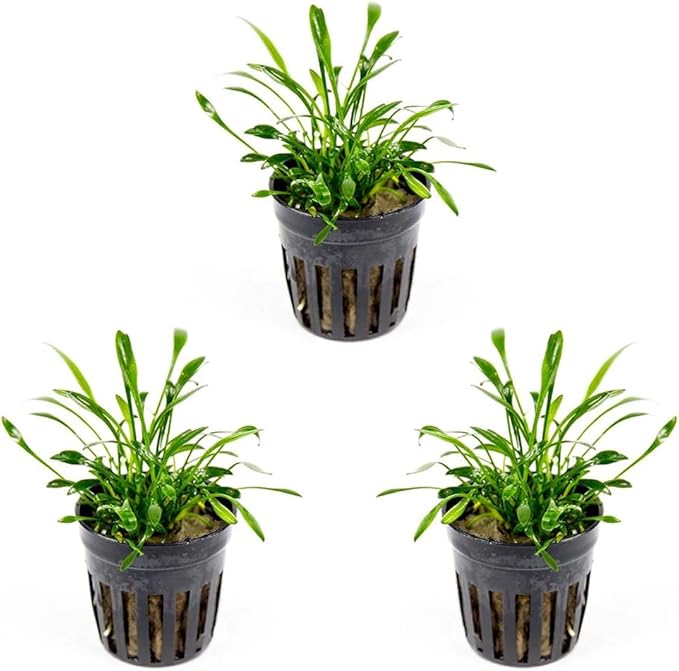 SubstrateSource Cryptocoryne Live Aquarium Plants - Freshwater Plant for Aquariums, Planted Fish Tanks - Beginner Friendly (Parva, 3 Pots (15-20 Plants))