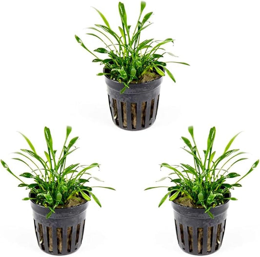 SubstrateSource Cryptocoryne Live Aquarium Plants - Freshwater Plant for Aquariums, Planted Fish Tanks - Beginner Friendly (Parva, 3 Pots (15-20 Plants))