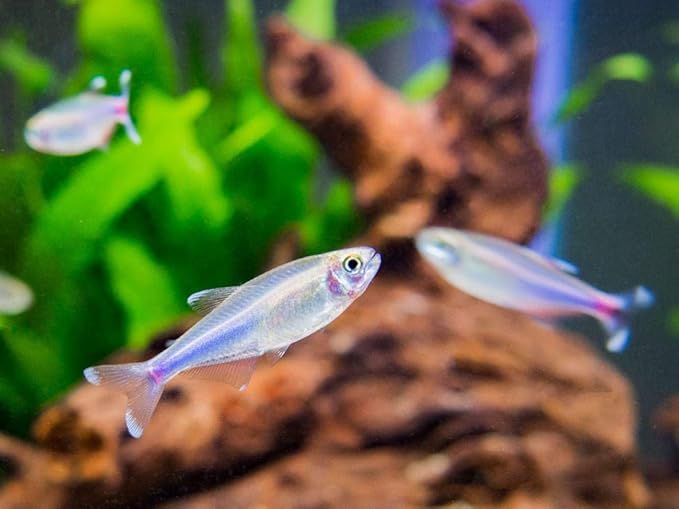 Aquatic Arts Sinking Pellets (.5 lb Spirulina Tabs) Freshwater Fish Food (Cichlid Tetra) | Shrimp Pellets | Aquarium Snail Food (Nerite Trapdoor Ramshorn) | Crayfish Food | Hermit Crab Food and More
