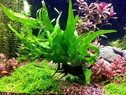Java Fern on Driftwood Live Aquarium Plants for Freshwater Fish Tank Water Plants Decorations