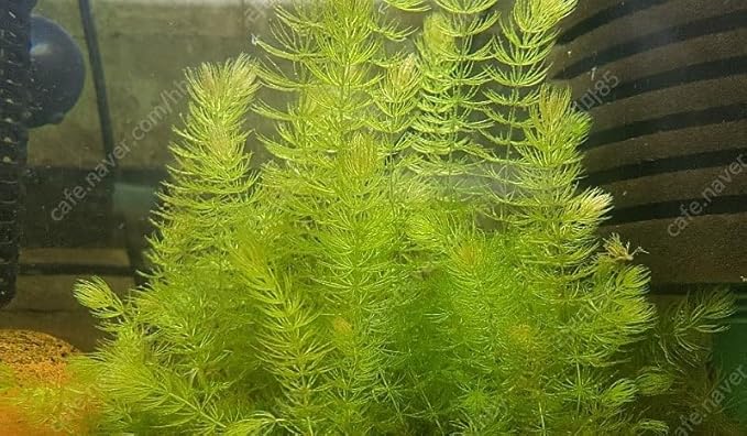 Swimming Creatures™ Live Aquarium Plants (1 X-Large Bunch Hornwort)
