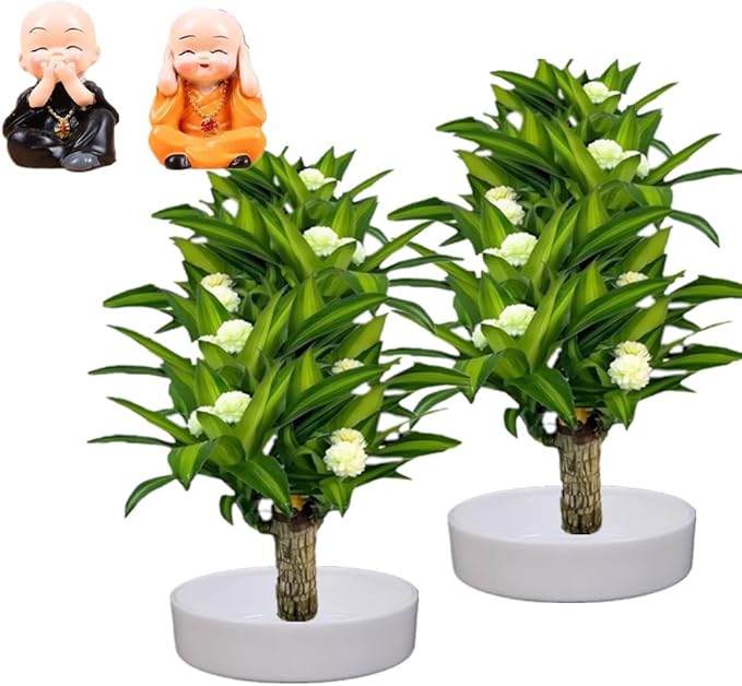 Brazilian Lucky Wood，Easy to Maintain and Purify the Air Brazilian Wood，Suitable for Living Rooms, Kitchens, Bedrooms, Desks, and Outdoor Gardens (AC)