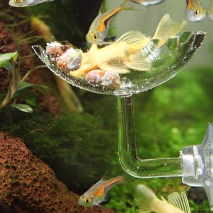POPETPOP 2Pack Shrimp Feeding Dish-Shrimp Feeder,Shrimp Bowl Aquarium Transparent Feeder Container with Suction Cup Fish Tank Feeding Dish