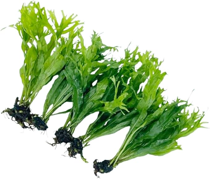 5X Java Fern Windelove Microsorum Pteropus Looses Aquarium Live Plant for Fish Tank Decoration