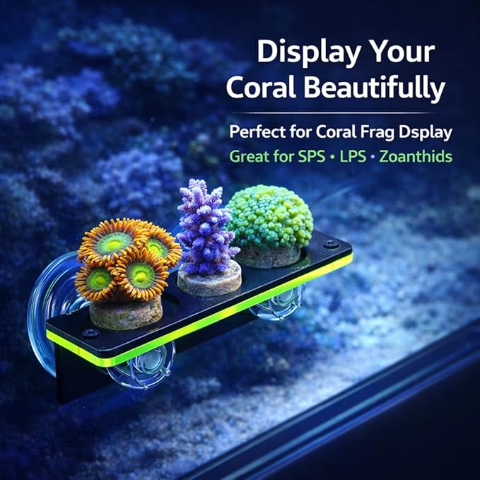 kcrygogo Coral Frag Holder Acrylic Coral Rack with Powerful Double Suction Cup and Placstic Screws Suitable for Household Fish Tanks (2pcs 3 Plug Hole,Fluorescent Green and Orange)