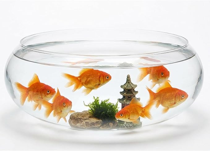 Large Glass Fish Bowl 9.84 Inch Transparent Desktop Aquarium for Goldfish, Hydroponic Plant Pot, Shallow Fish Tank for Home Decor