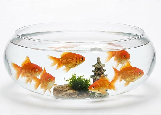 Large Glass Fish Bowl 9.84 Inch Transparent Desktop Aquarium for Goldfish, Hydroponic Plant Pot, Shallow Fish Tank for Home Decor