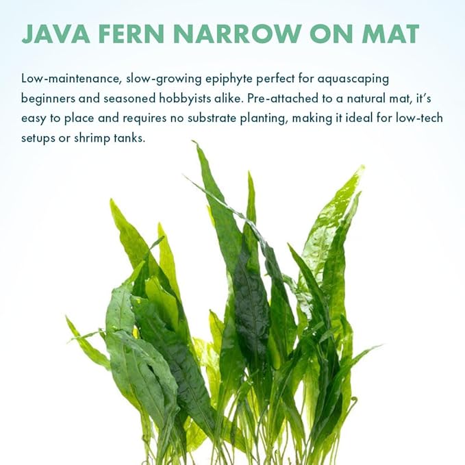 SubstrateSource Live Aquarium Plants on Driftwood, Lava Rock, Moss Mat - Freshwater Fish Tank Plants (Java Fern Narrow on Fiber Mat)
