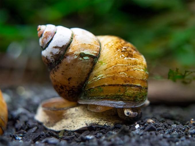 Aquatic Arts 1 Japanese Trapdoor Snail/Freshwater Aquarium Clearer/Tetra Pond Clarifier/Filter | Pond Snail | Great with Hornwort Plant