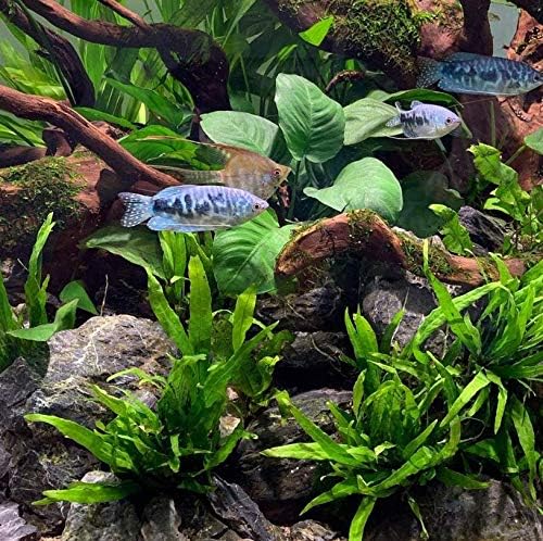 Java Fern Microsorum Pteropus Bundle Low Light Freshwater Easy Tropical Live Aquarium Plant Decorations 3 Days Guarantee by Mainam
