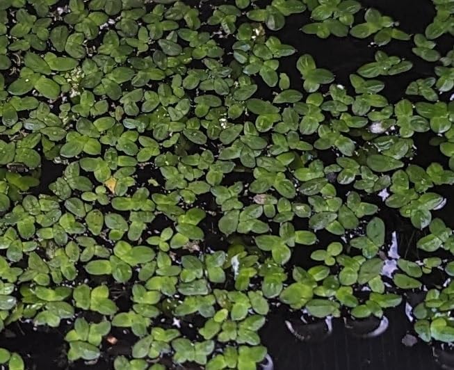 Duckweed (Lemna Minor) Feed Ducks & Fish Food Grown here on Big Island of Hawai'i B2G1