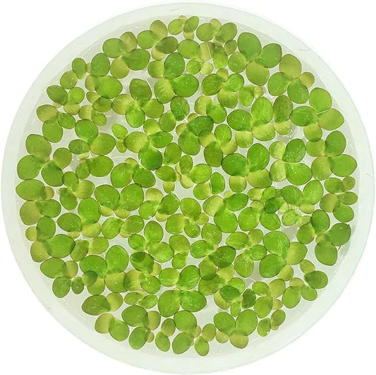 Giant Duckweed, Spirodela polyrhiza, Live Aquarium/Aquatic/Freshwater/Floating/Pond Plant, Planted Tank, Aquascaping by Aquarium Plant Center (60 Plants)