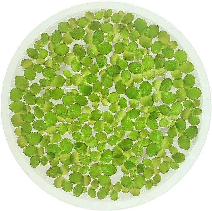 Giant Duckweed, Spirodela polyrhiza, Live Aquarium/Aquatic/Freshwater/Floating/Pond Plant, Planted Tank, Aquascaping by Aquarium Plant Center (120 Plants)