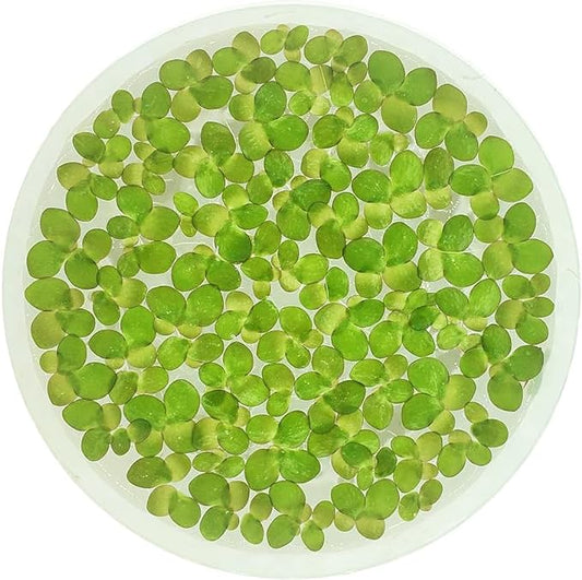 Giant Duckweed, Spirodela polyrhiza, Live Aquarium/Aquatic/Freshwater/Floating/Pond Plant, Planted Tank, Aquascaping by Aquarium Plant Center (120 Plants)