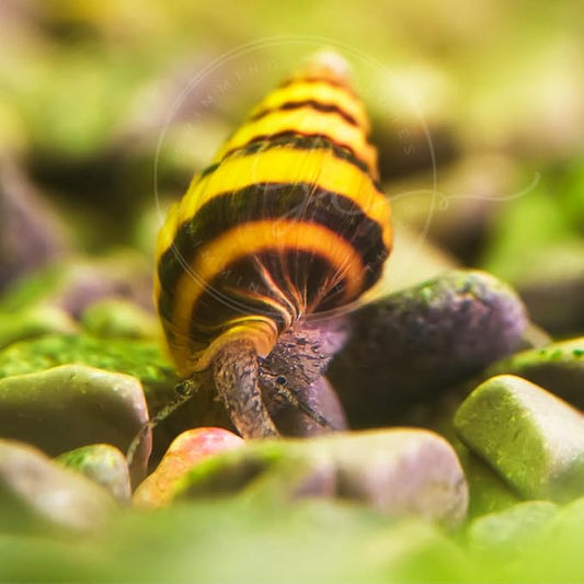 Swimming Creatures 6 Assassin Snails Live for Freshwater Aquarium(Clea Helena) 0.5" - 1"