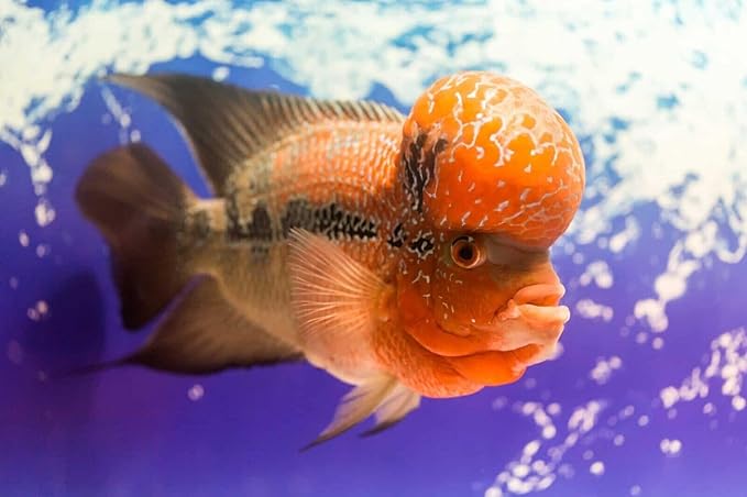 Flowerhorn Fish Ultra Red Color Enhancing 1.5mm-2mm Floating Pellets. Color Enhancing in 10-Days for Baby, Juvenile and Adult Flowerhorn…1-lb Bag