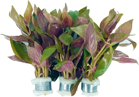 3xAlternanthera Lilacina Plants, Live Aquarium Plant | Deep Purple & Red Aquatic Stem Plant for Stunning Aquascapes