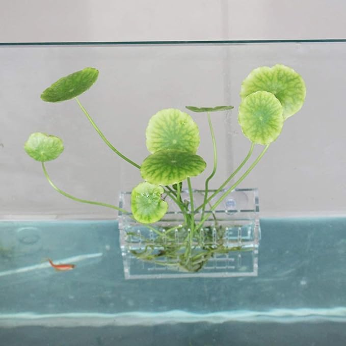 Mipcase Aquarium Plant Holder with Double Suction Cups Acrylic Fish Tank Planter Shelf for Small Aquatic Plants and Coral Display 2-Pack 3.93X3.34X1.96In