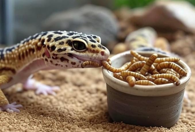 100 Count High Protein Live Mealworms for Reptiles, Amphibians and Birds