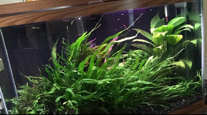 Marcus Fish Tanks Java Fern Microsorum Pteropus Easy Low Light Live Aquarium Plant - Buy 2 Get 1