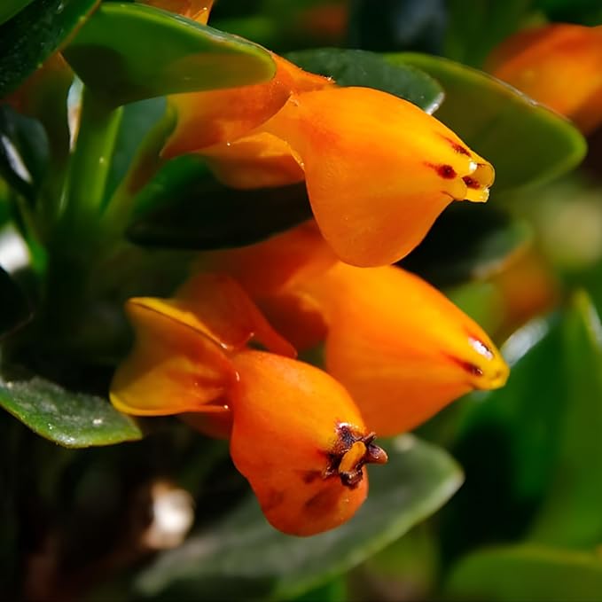 Trailing Goldfish Plants Live Houseplants | Live Columnea Nematanthus in 4-Inch Pot | Colorful Trailing Goldfish Plant for Indoors | Perfect for Tables & Home Décor | Ideal Gift for Plant Lovers