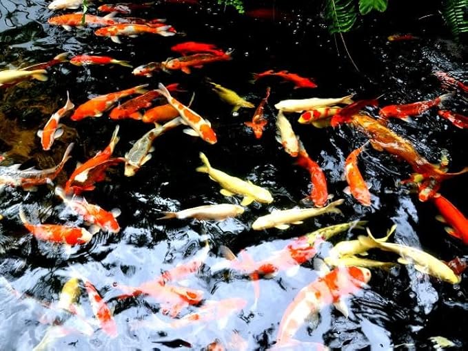 Aquarium Breeder & Isolation Tank 10 Inches Long, Fine Mesh Net Breeding Box, Isolate Fry, Hatching Box, Juvenile Baby Fish Spawning Incubator