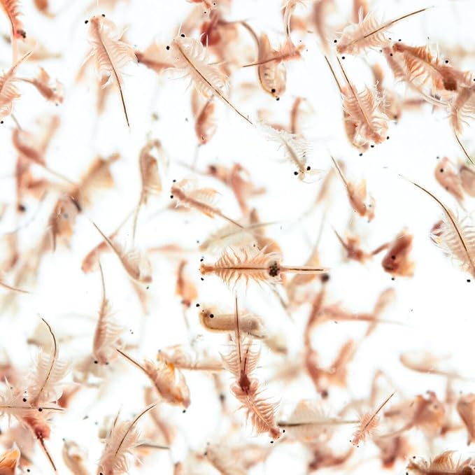 Brine Shrimp Eggs Premium Grade 90% Hatch Rate, Great Salt Lake Artemia Brine Shrimp Eggs. - 25 Grams - .88oz