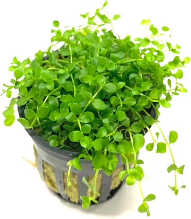 Marcus Fish Tanks - 3X Micranthemum Monte Carlo Pots Easy Live Aquarium Plants