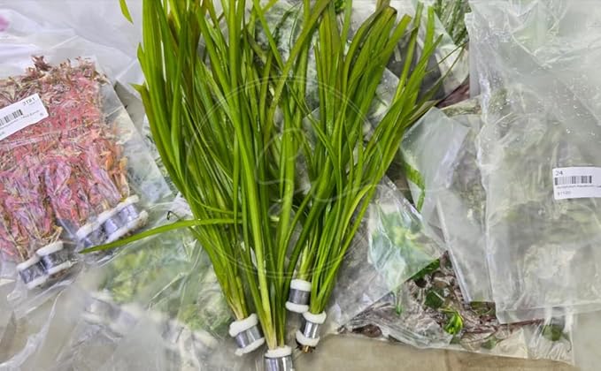 Swimming Creatures™ Live Aquarium Plants (10 Species Bundle)