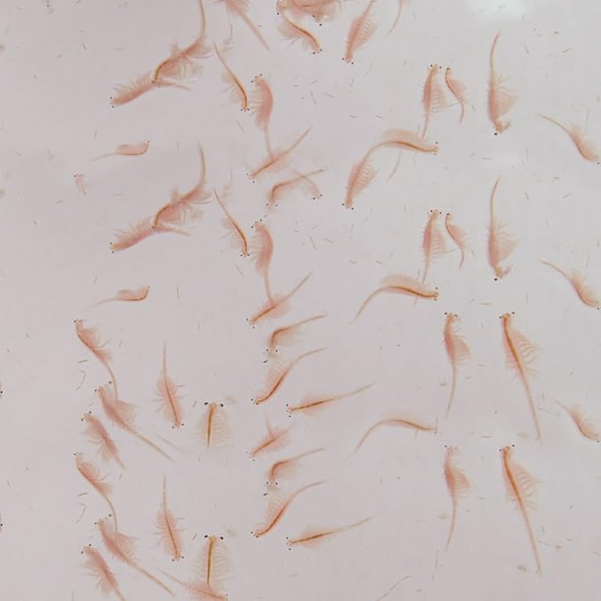 Carolina Live Adult Brine Shrimp (Artemia) – Ready-to-Feed Nutrition for Fish & Aquatic Organisms | No Hatching Required | 2 Oz. Live Culture