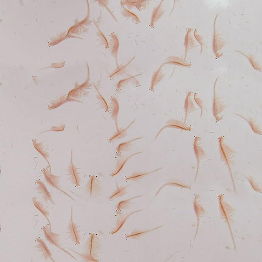 Carolina Live Adult Brine Shrimp (Artemia) – Ready-to-Feed Nutrition for Fish & Aquatic Organisms | No Hatching Required | 2 Oz. Live Culture