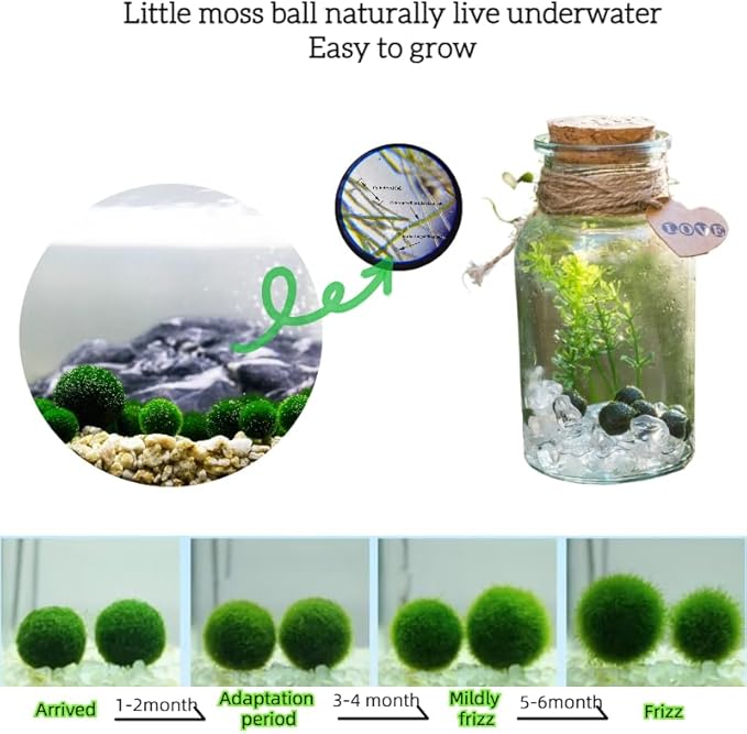 Moss Balls Glass Terrarium Kit,7 Pcs Lucky Moss Balls Pets,White Crystal,Artificial Plants,Aquarium Decor DIY Starter with Moss for Adults and Kids, Green Decor