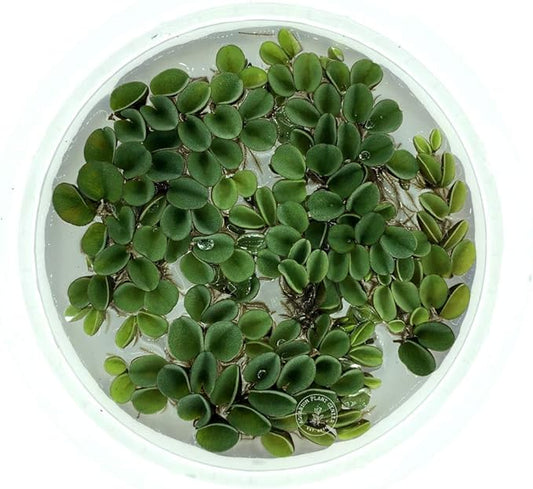 Asian Watermoss, Salvinia cucullata, Live Aquarium/Aquatic/Freshwater/Floating/Pond Plant, Planted Tank, Aquascaping by Aquarium Plant Center (12 Plants)